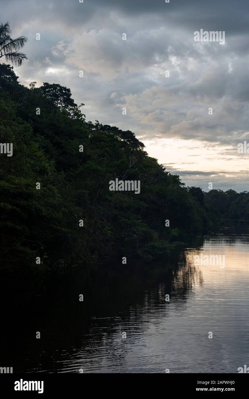 Typical Amazon rainforest and river landscape near Negro River close to ...