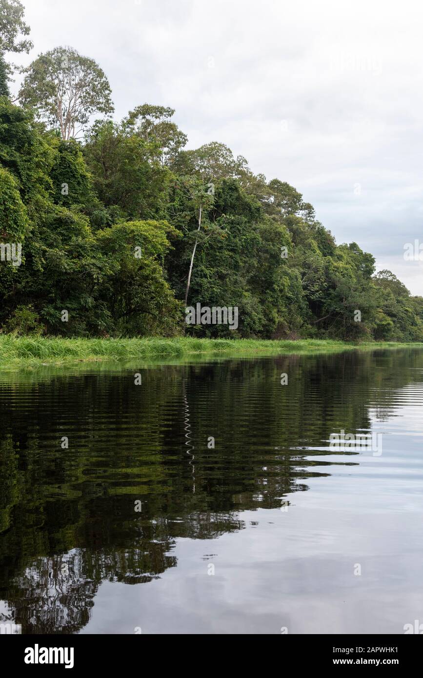 Typical Amazon rainforest and river landscape near Negro River close to ...