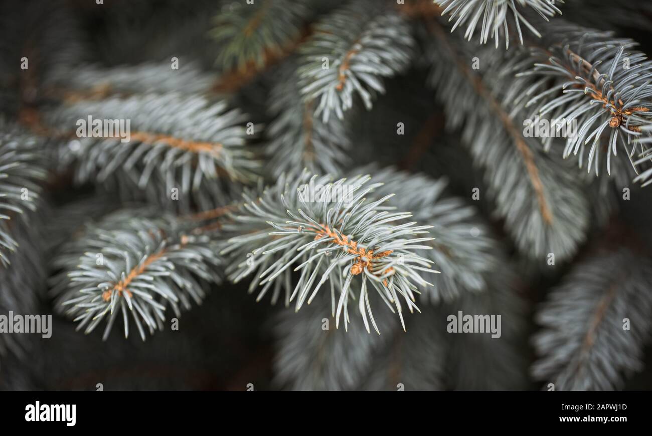 Close up of needles on the branches of a blue spruce evergreen tree. Stock Photo