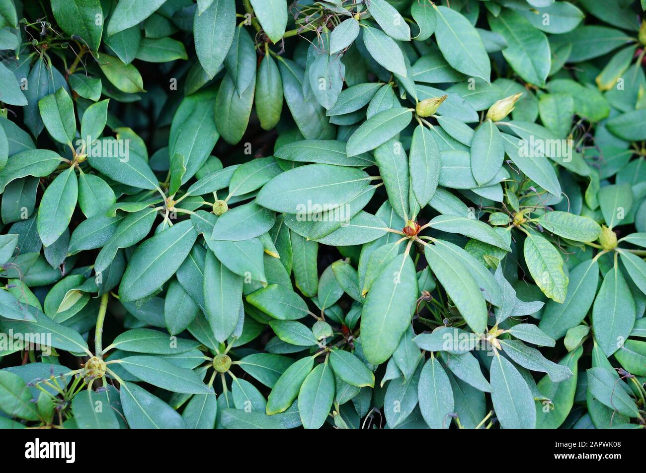 Closeup shot of the leaves of a Manilkara plant for a background Stock Photo