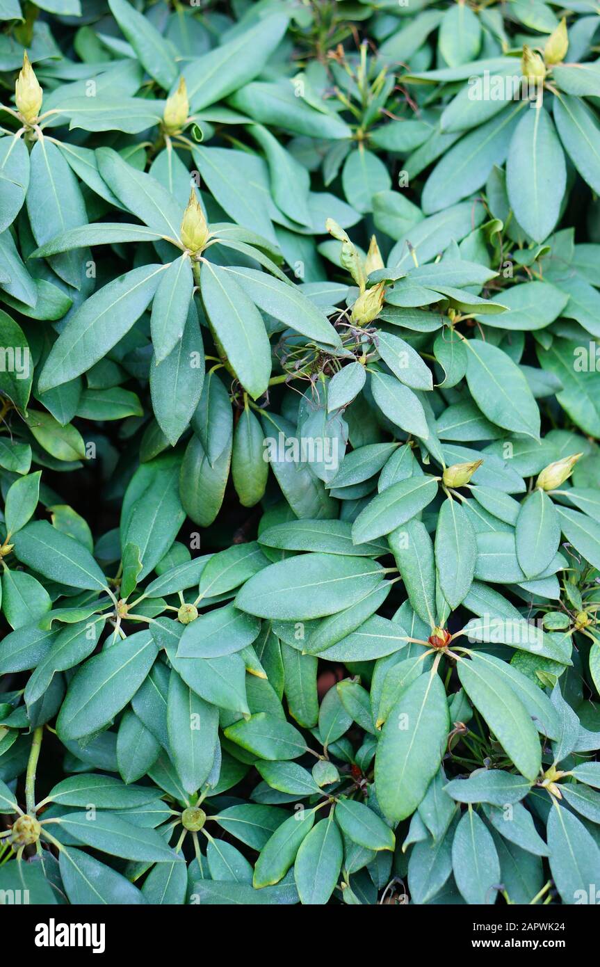 Vertical closeup shot of the leaves of a Manilkara plant for a background Stock Photo