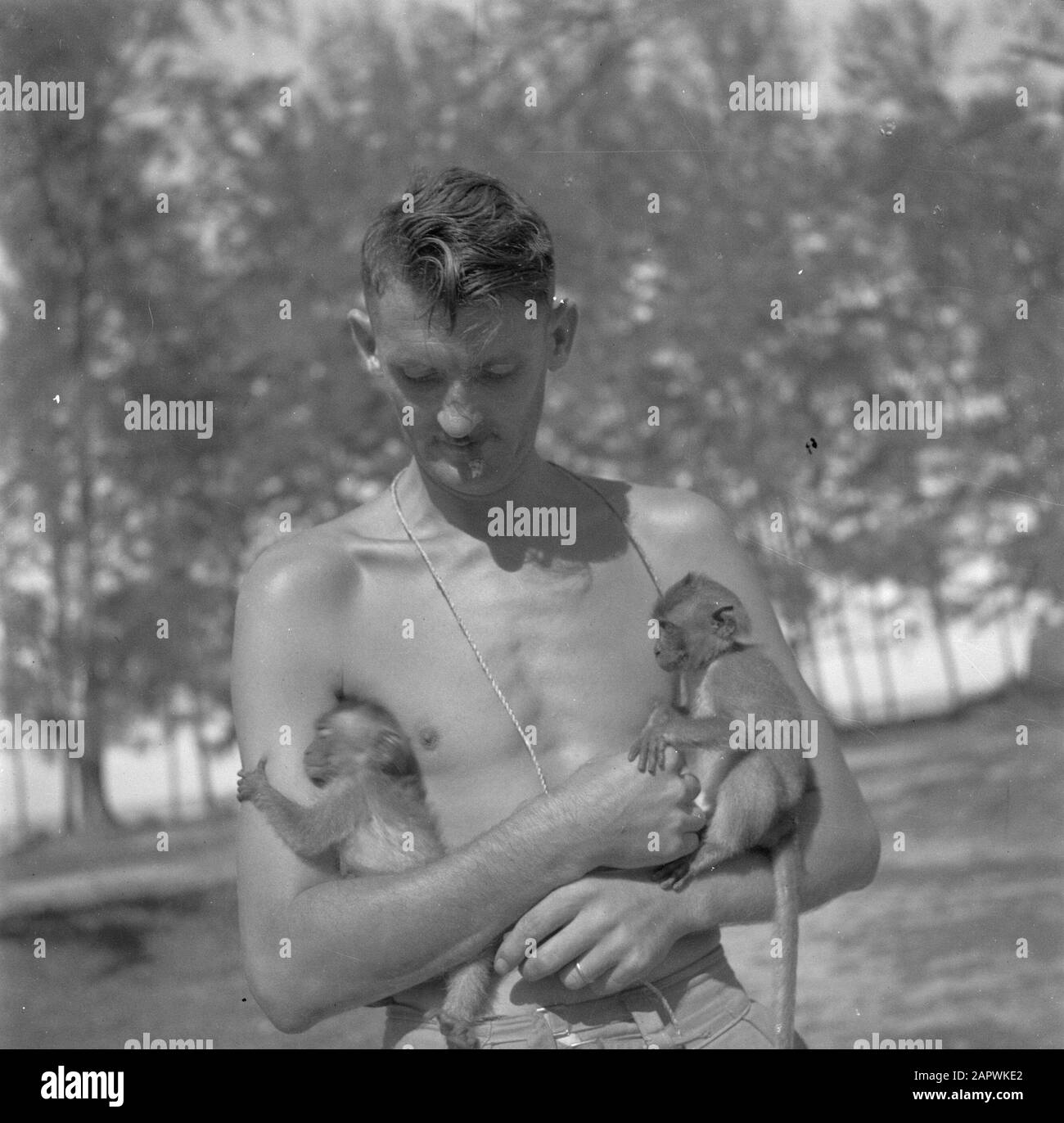 War volunteers in Malacca and Indonesia  Military with two monkeys on Java Date: 1946 Location: Indonesia, Dutch East Indies Keywords: monkeys, military Stock Photo