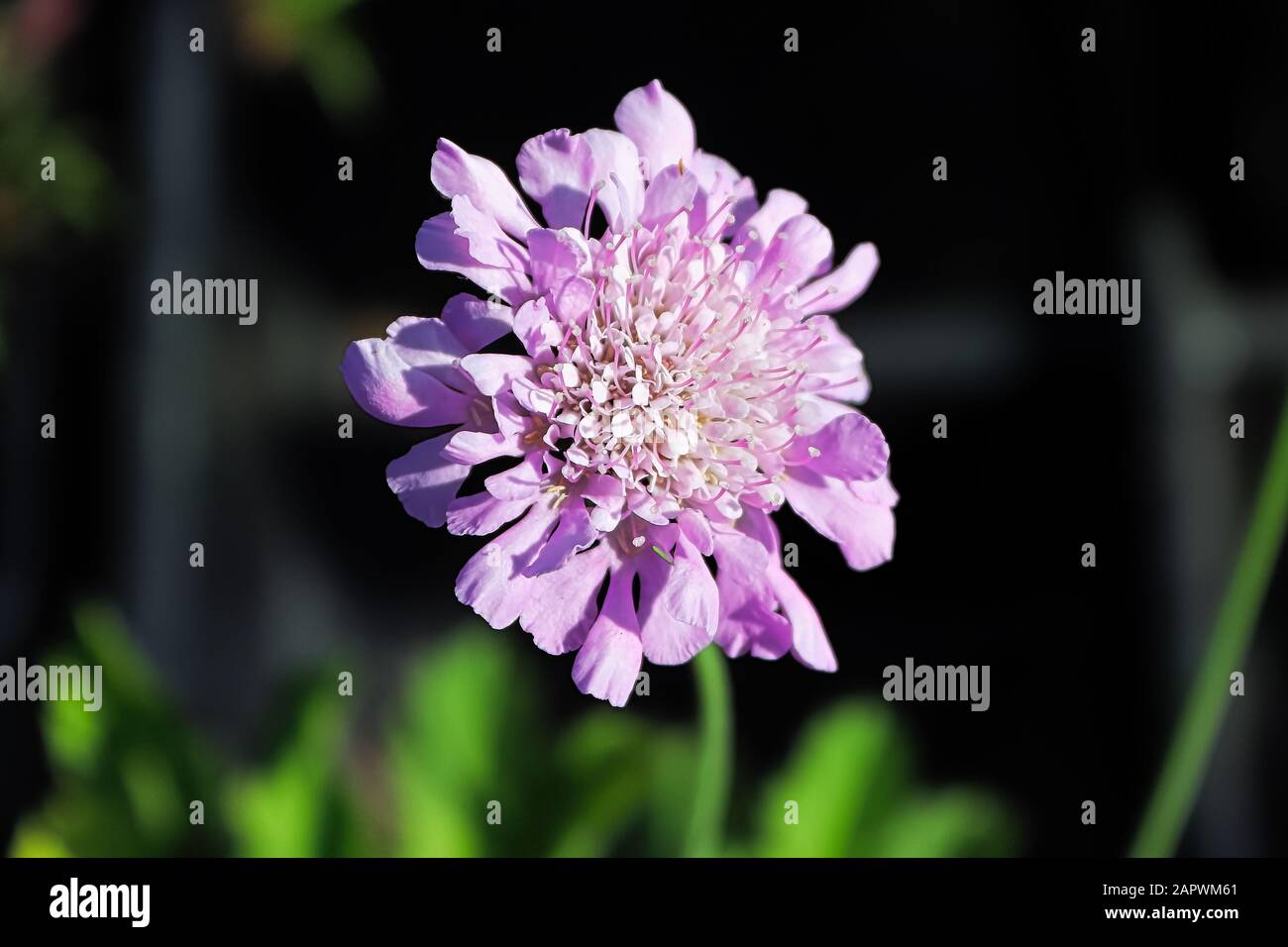 A pincushion flower head against a dark background Stock Photo