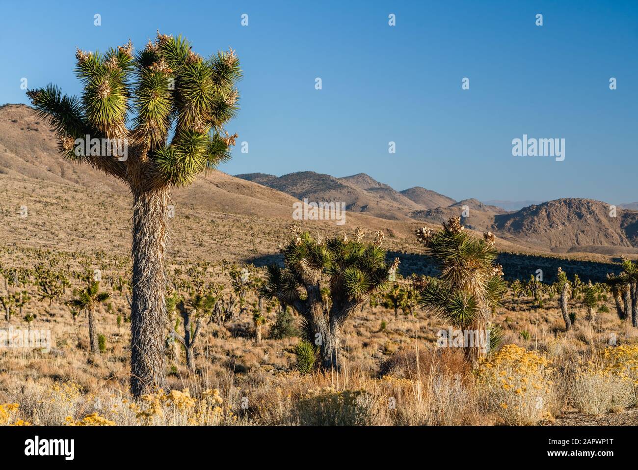 Joshua tree with seed pods. Yucca Brevifolia in bloom in desert. Death