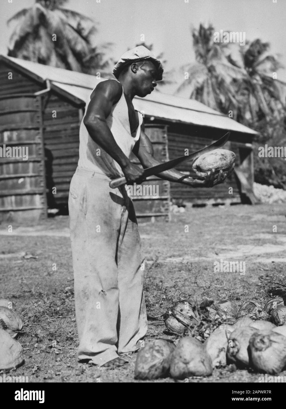 Wi [West Indies]/Anefo London series  Native opening a coconut. Surinam, Dutch West Indies [Surinamer opens a coconut] Date: {1940-1945} Location: Coronie, Suriname Keywords: natives, coconuts, Second World War Stock Photo