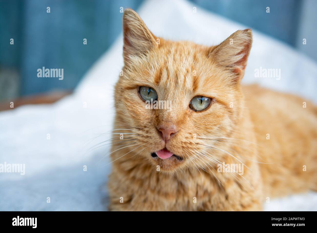 An Cat Close-up portrait of a lovely cat as domestic animal in view Stock ...