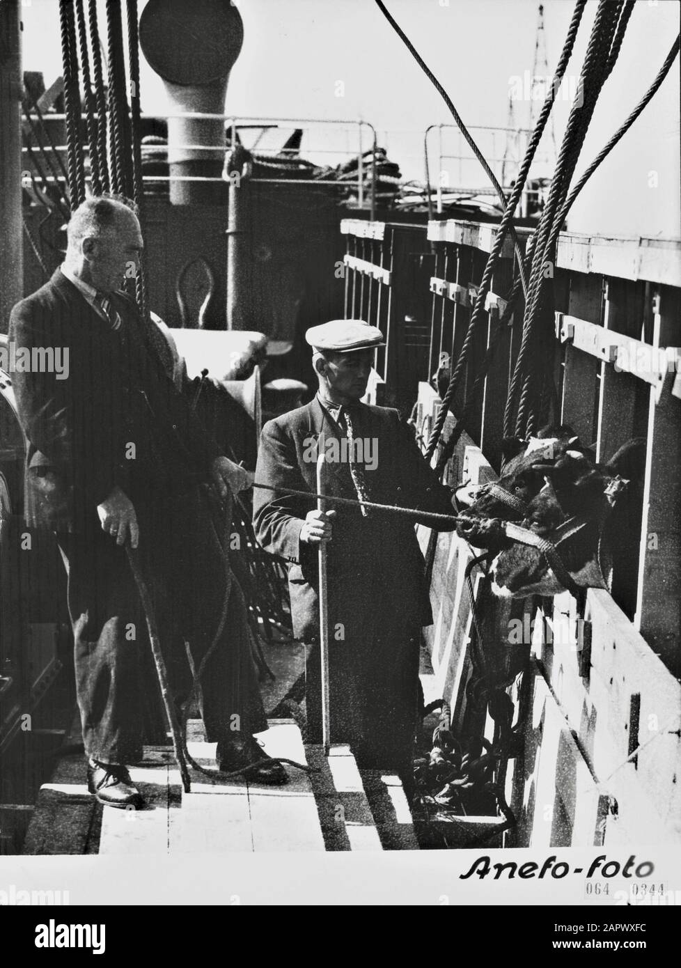 At the Thomsonkade in Rotterdam, 61 cows were embarked on board the MS Alioth, which leaves with 50 families (325 people) who are going to build a colony in Brazil. On deck long pens were made where the calves will stay during the journey. Two emigrants are standing at the lofts with calves Date: 5 September 1952 Location: Rotterdam, Zuid-Holland Keywords: emigrants, emigration, cattle, cattle, transport Stock Photo
