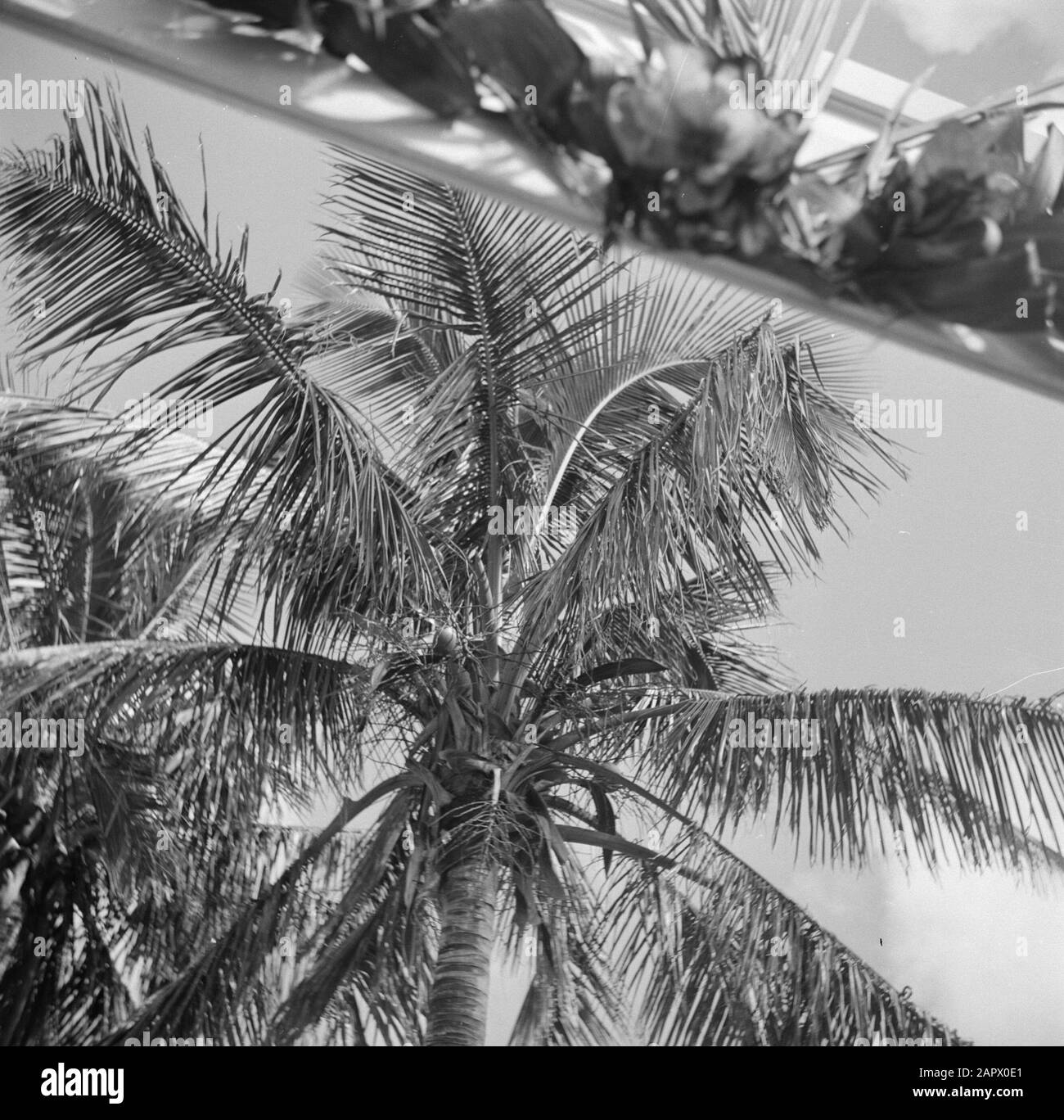 Dutch Antilles and Suriname at the time of the royal visit of Queen Juliana and Prince Bernhard in 1955  Palm trees Date: October 1955 Location: Dutch Antilles Keywords: palms Stock Photo