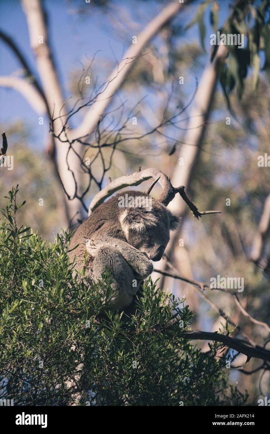 A koala, a native animal to Australia, found on Phillip Island, Victoria, Australia. Stock Photo