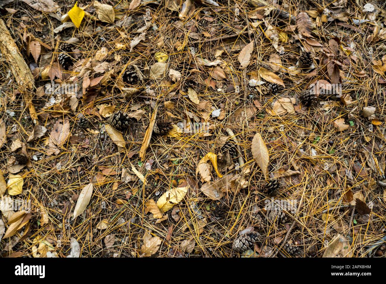 Brown pine cones with fallen withered leaves strewn on the ground Stock Photo