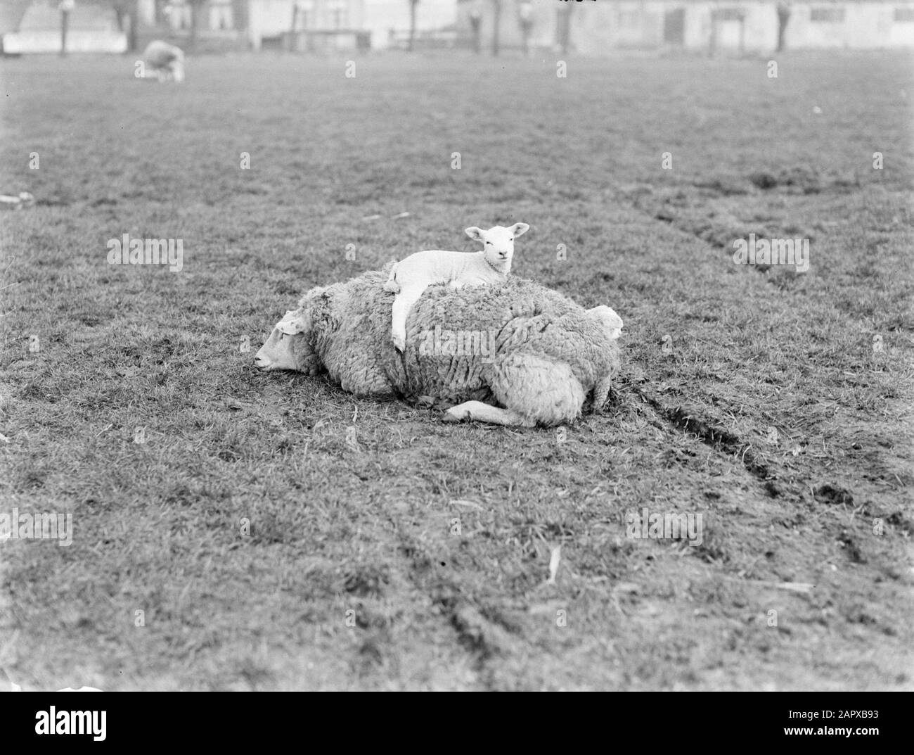 Reportage farm  Sheep and lamb at farm near De Zilk Date: 1933 Keywords: lambs, sheep Stock Photo