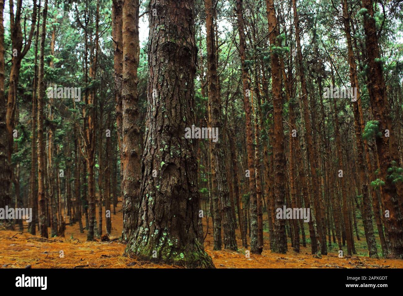 pine forest ( white pine - pinus strobus ), one of the most visited place at kodaikanal hill station, on the slopes of palani hills, tamilnadu, india Stock Photo