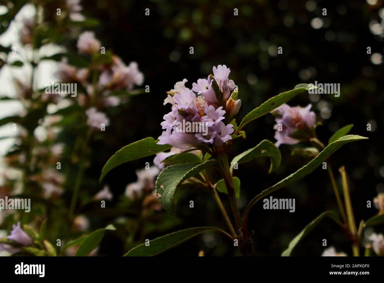 Strobilanthes kunthiana hires stock photography and images Alamy