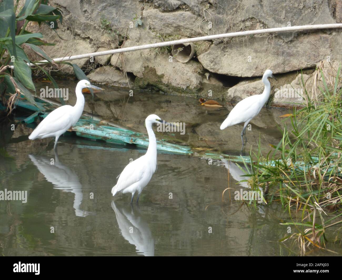 Egret perches and Forages in the river beach Stock Photo - Alamy