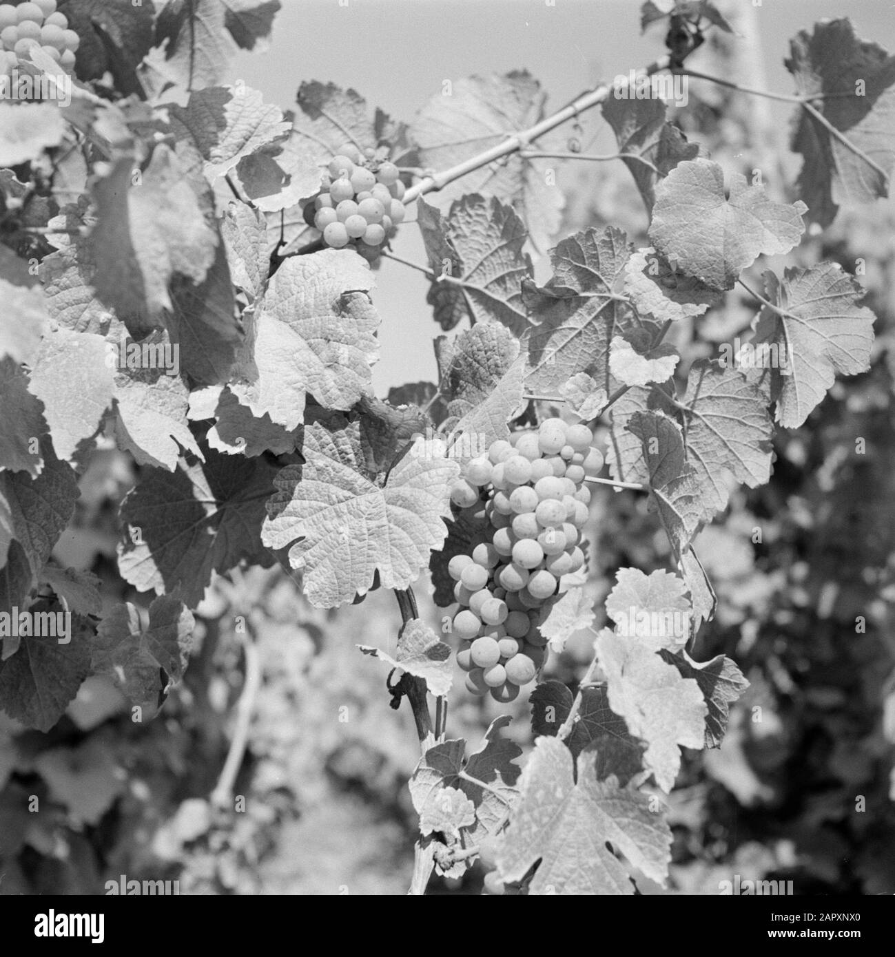Moselle: Viticulture  Bunches with presumably Riesling grapes Date: 1959 Location: Germany, Rhineland-Palatinate, Wehlen, West Germany Keywords: grapes, viticulture Stock Photo