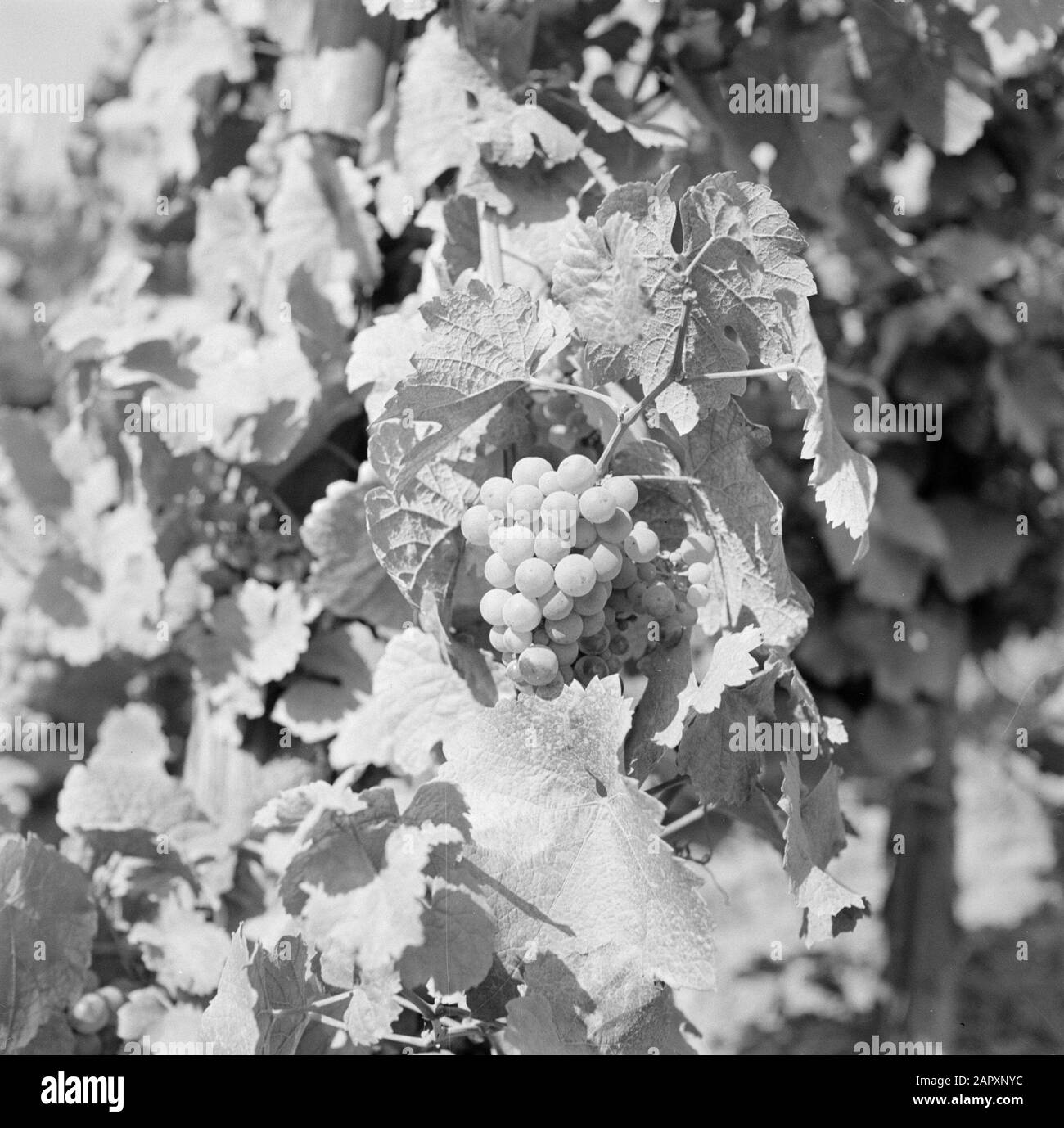 Moselle: Viticulture  Bunches with presumably Riesling grapes Date: 1959 Location: Germany, Rhineland-Palatinate, Wehlen, West Germany Keywords: grapes, viticulture Stock Photo