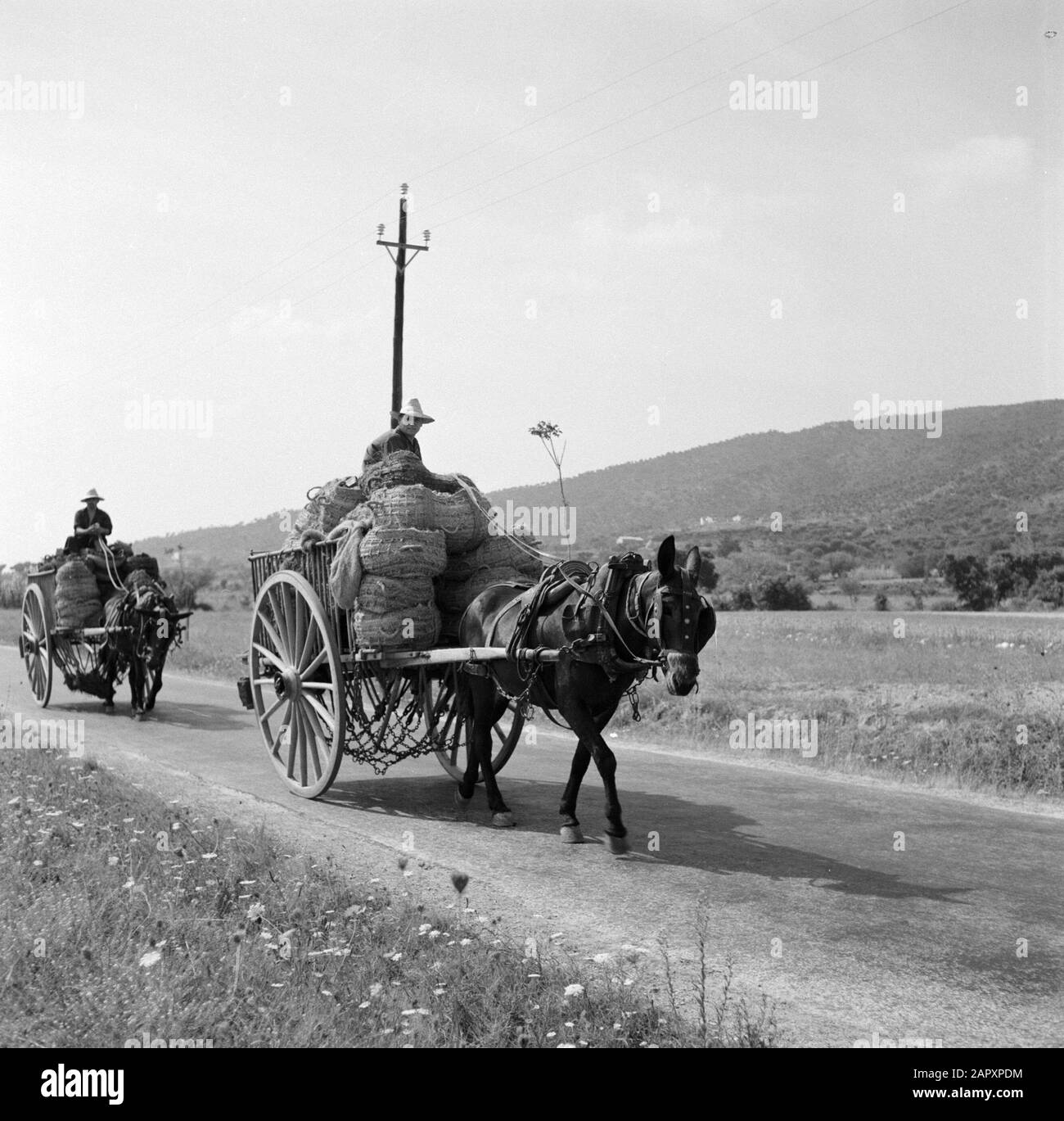 Carts and animaldrawn vehicles in Spain Two men transport wicker