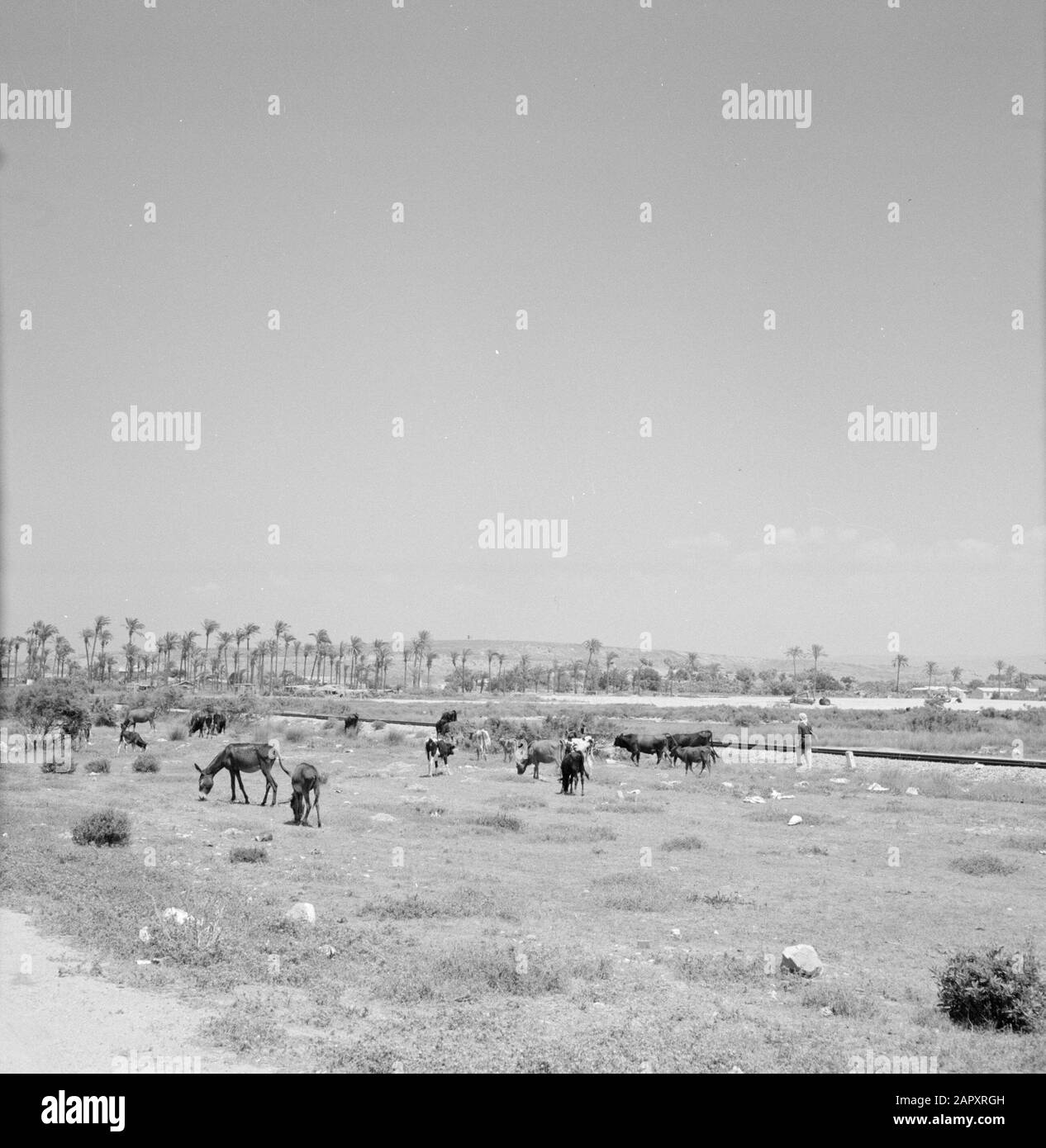 Israel 1964-1965: Akko (Acre), cityscape  View over grazing cattle and palm trees in a rolling landscape (so-called Napoleon hill; Napoleon tried to conquer Akko) Annotation: Akko (also known as Napoleon) Acre) is an ancient port town in northern Israel, located on the Mediterranean Sea. The city is located 23 kilometres north of Haifa. Akko has a characteristic medieval and oriental appearance, with many old buildings and walls. In the Hellenistic and Roman times the city bore the name Ptolemaize Date: 1964 Location: Acre, Israel Keywords: herds, cityscapes, livestock Stock Photo