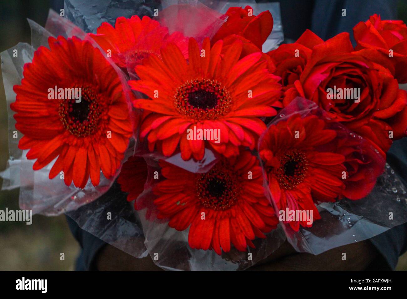 Bellis perennis, Common daisy, Lawn daisy, English daisy Stock Photo