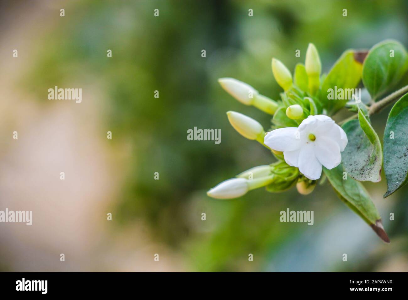 Branch of white star jasmine with green leaf. Macro photography or closeup with blur background. Stock Photo