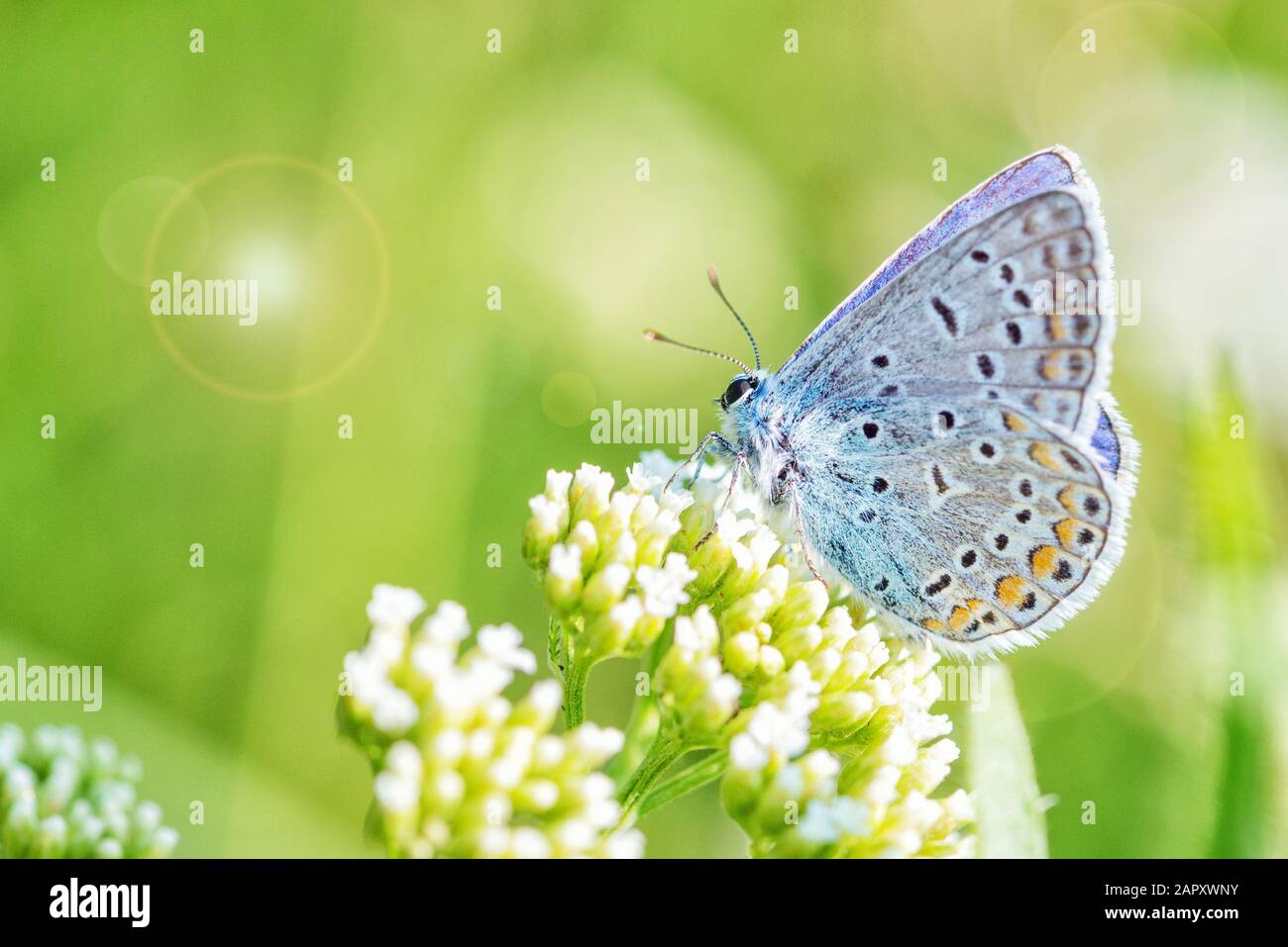 Beautiful blue butterfly copper-butterfly sits on a white flower on a spring meadow Stock Photo