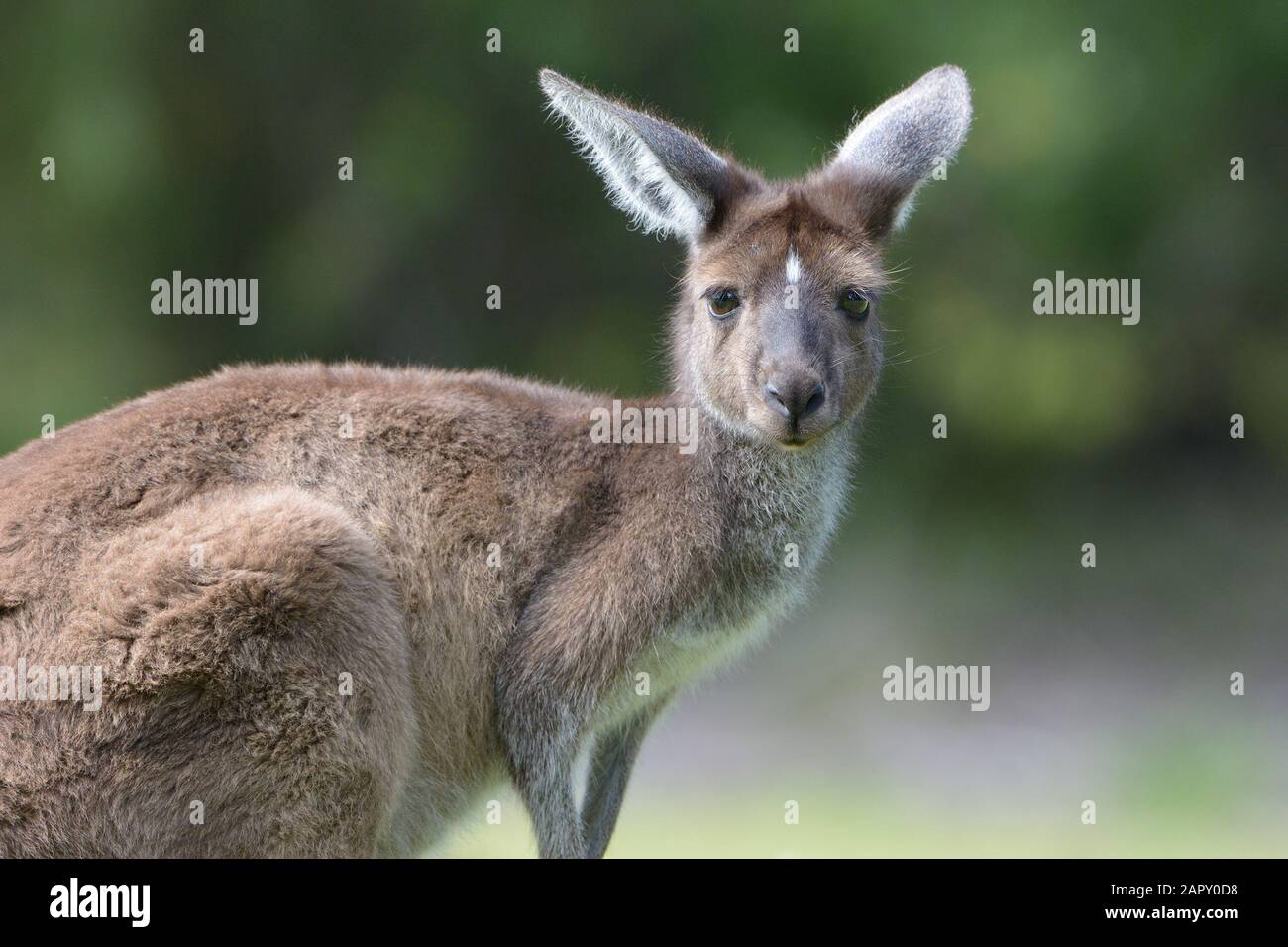 A wild female Western Grey Kangaroo in Yanchep National Park, Western Australia Stock Photo