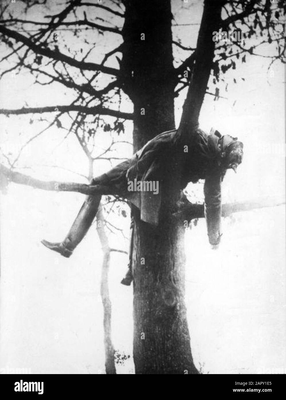 World War I, land war, place unknown. A German lieutenant killed at his post in a tree, from where he shot Allied soldiers, 1915. Stock Photo