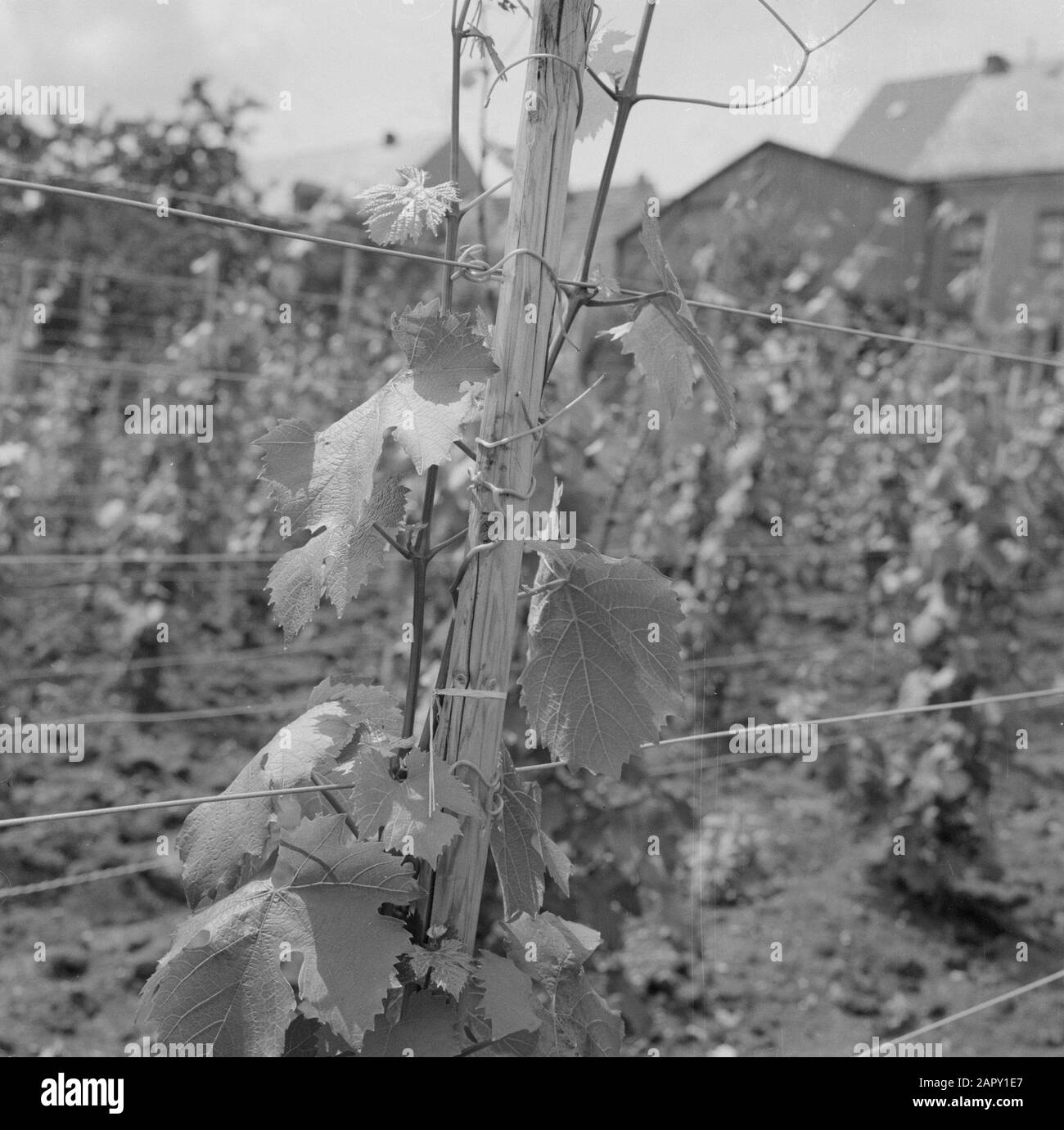 Moselle: Viticulture  Vineyard with grape vines of presumably Riesling grapes Date: 1959 Location: Germany, Rhineland-Palatinate, Wehlen, West Germany Keywords: grapes, viticulture Stock Photo