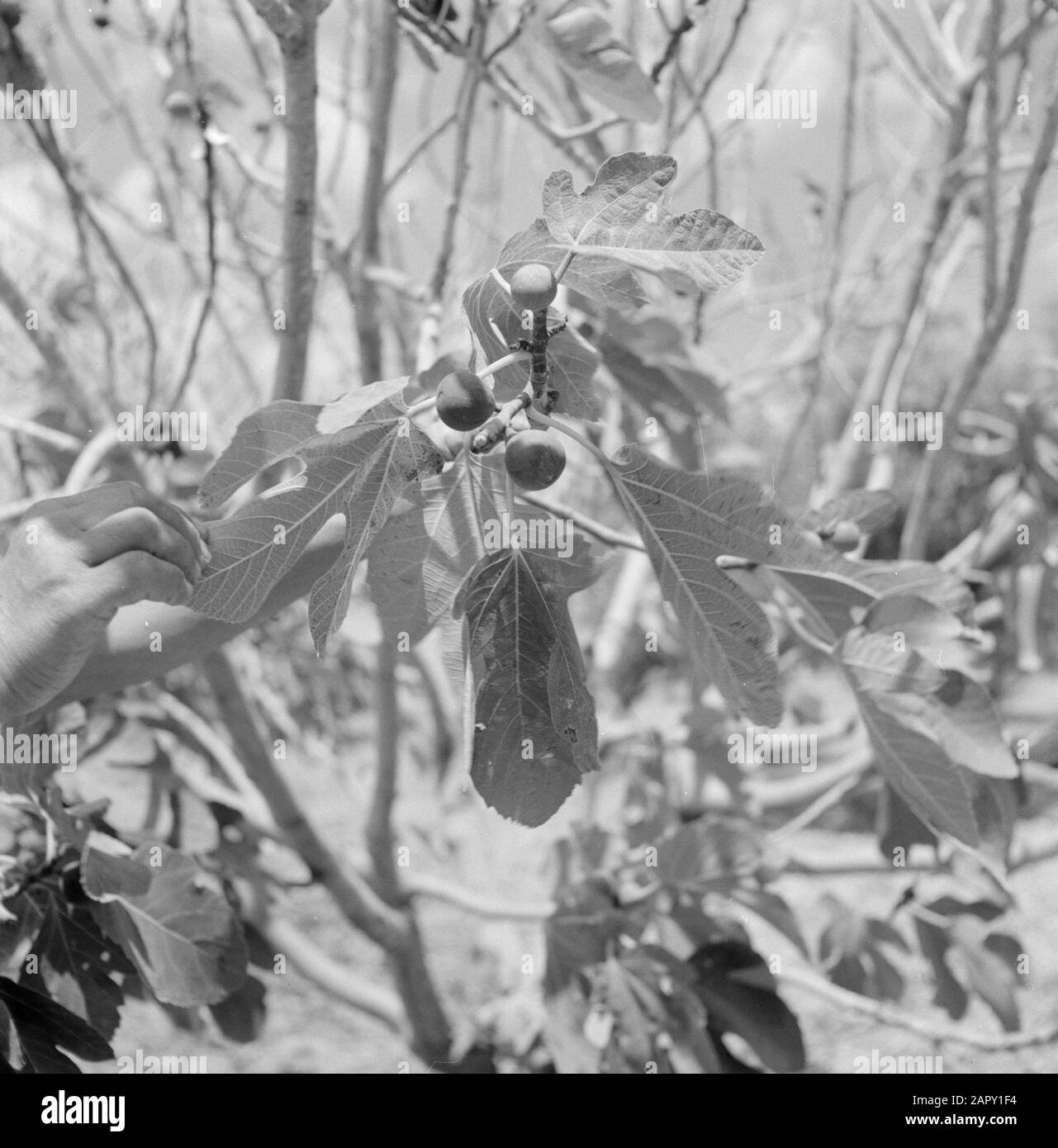 Wild fig tree with fruits Date January 1, 1964 Location Israel