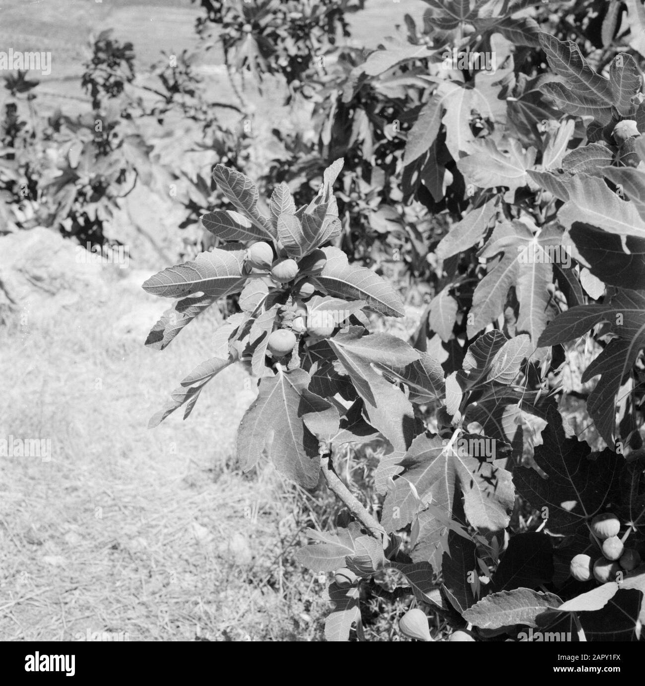 Wild fig tree with fruits Date January 1, 1964 Location Israel