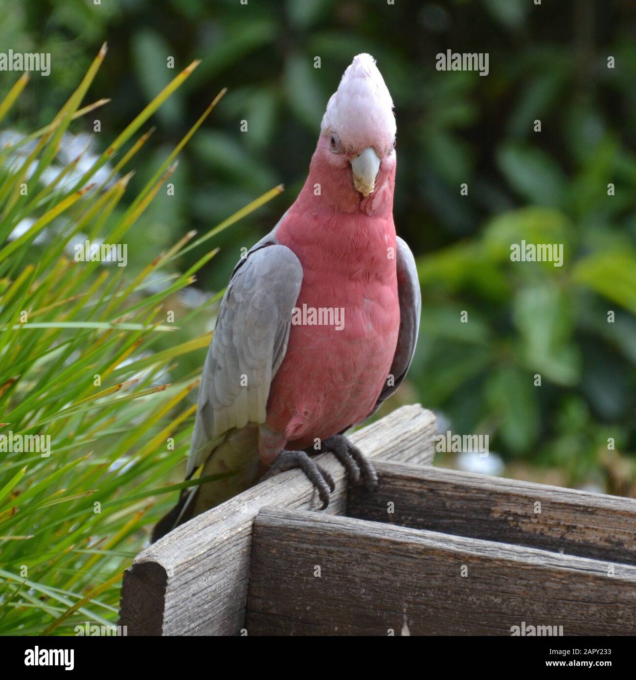 Funny looking wild pink and grey galah parrot perched on a feeding trough Stock Photo
