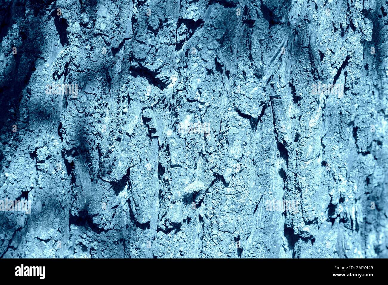 Old tree bark illuminated by the sun on a summer day close-up. Natural ...
