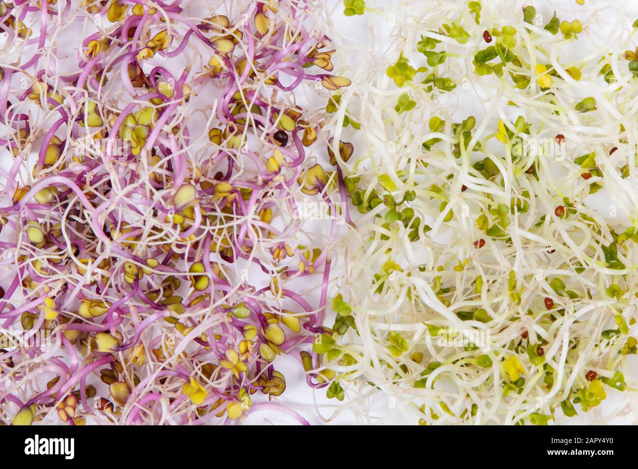 Different types of healthy sprouts containing natural vitamins and minerals. White background Stock Photo