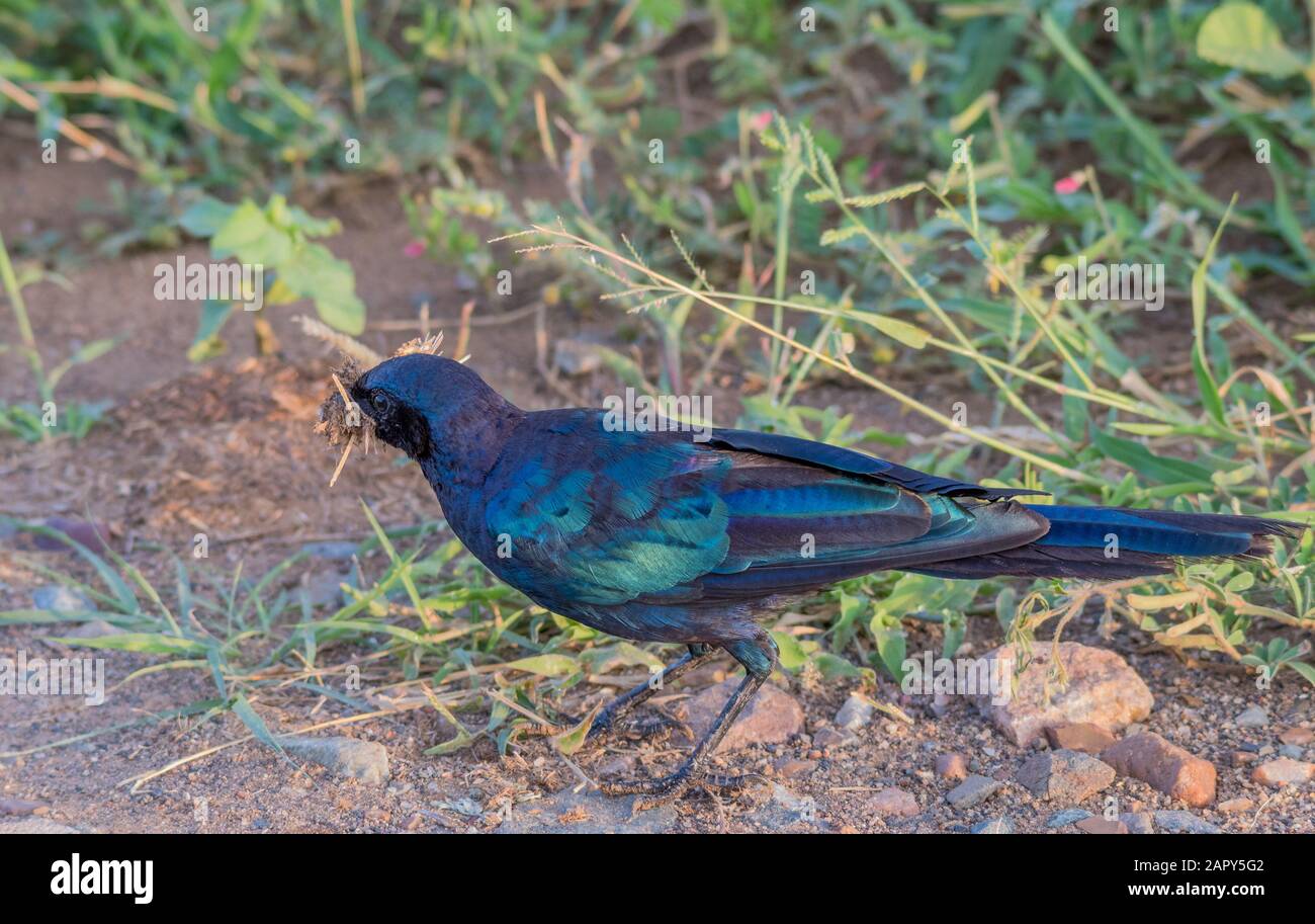 A Burchell's starling collecting nesting material in the Kruger National Park in South Africa image in horizontal format Stock Photo