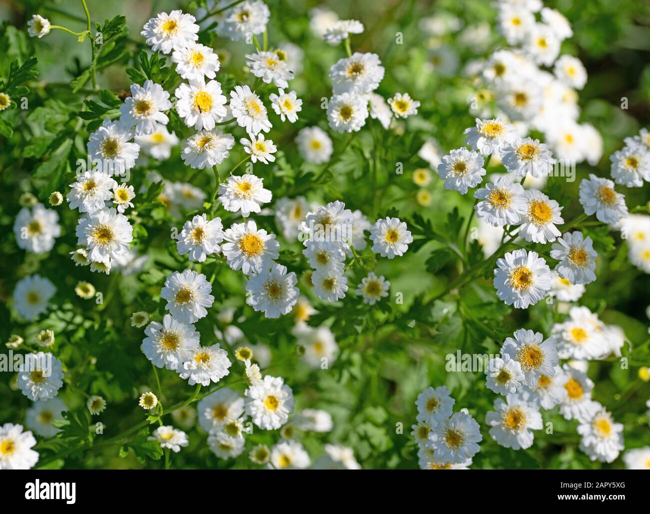 Flowering feverfew, Tanacetum parthenium, with double flowers Stock Photo