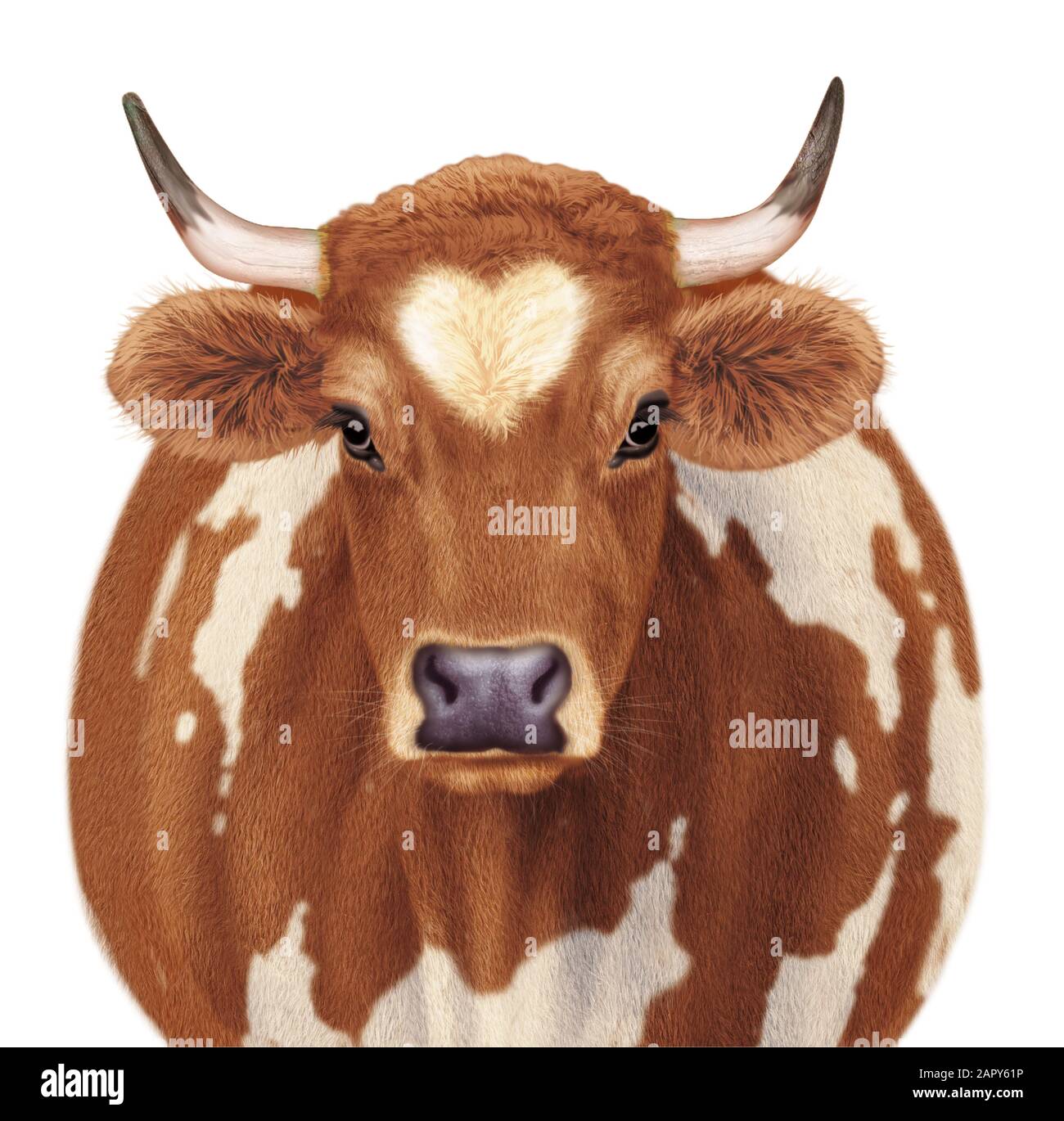 Cow Colored Pencils - Drawing Cow with Color Pencils :  DrawingTutorials101.com