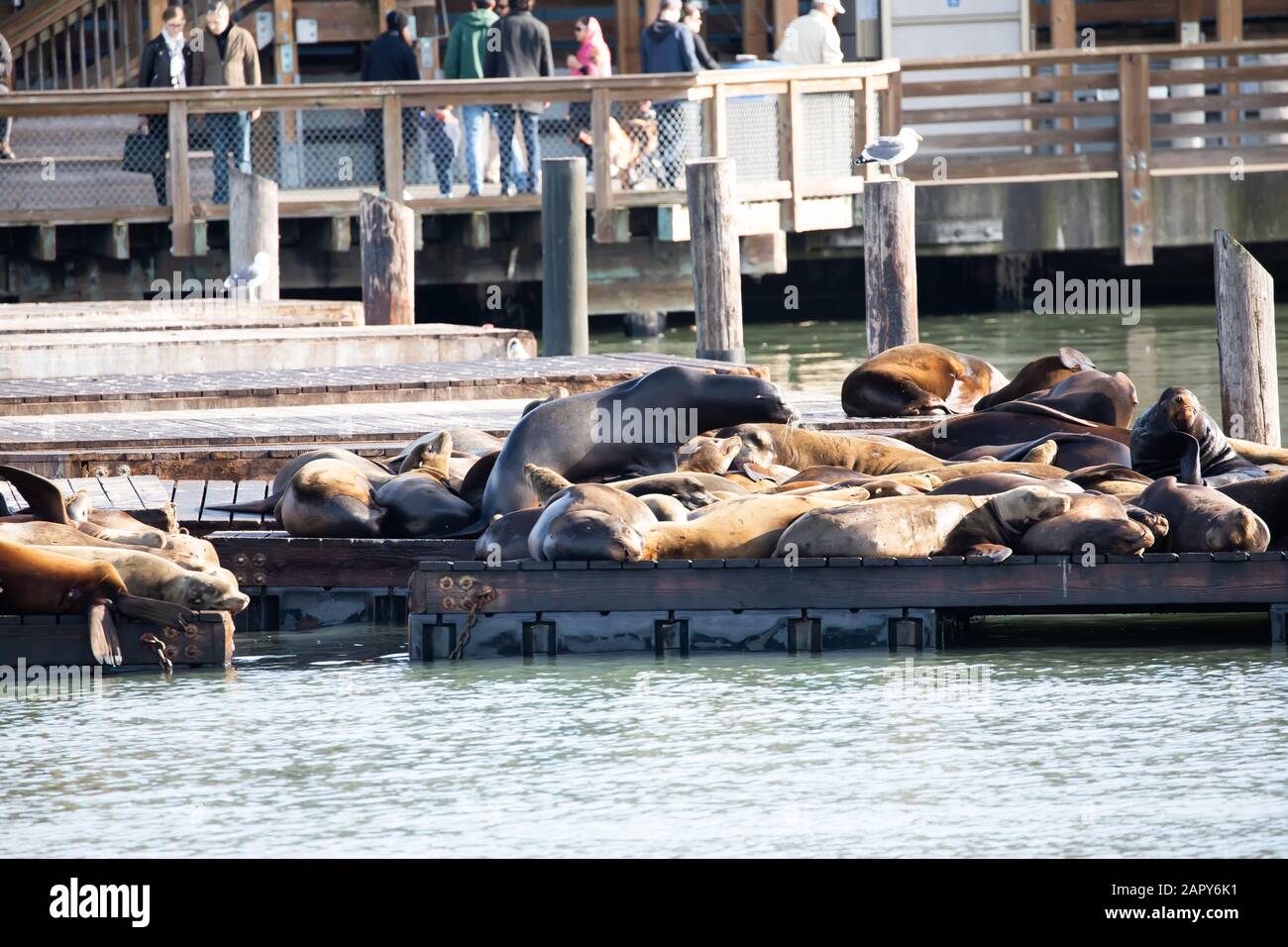 Californian Sea Lions basking in the sunshine by Pier 39 in San Francisco, USA Stock Photo