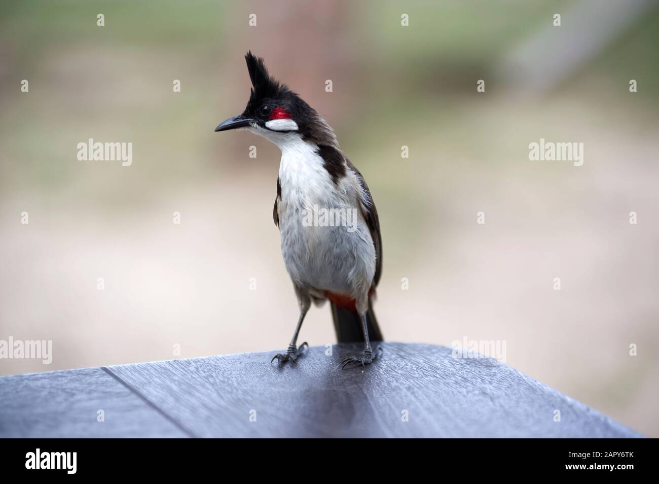 A red-whiskered or crested bulbul or pychonotus jocosus stands on a table in Mauritius - an invasive species to the island nation Stock Photo