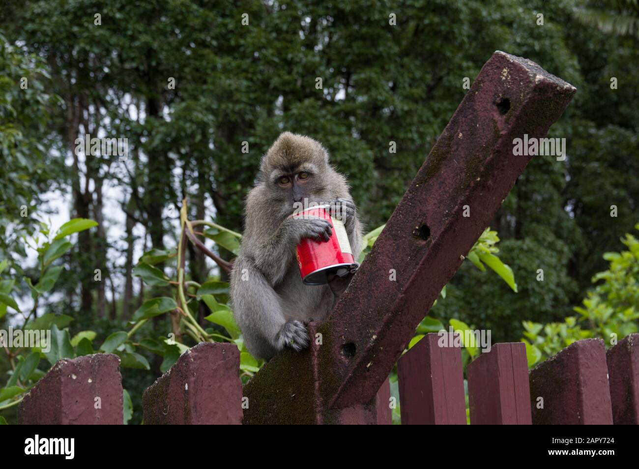 Long-tailed macaque monkey - macaca fascicularis - holds what looks like a Pringles can against a Mauritian forest backdrop in Grand Basin Mauritius Stock Photo