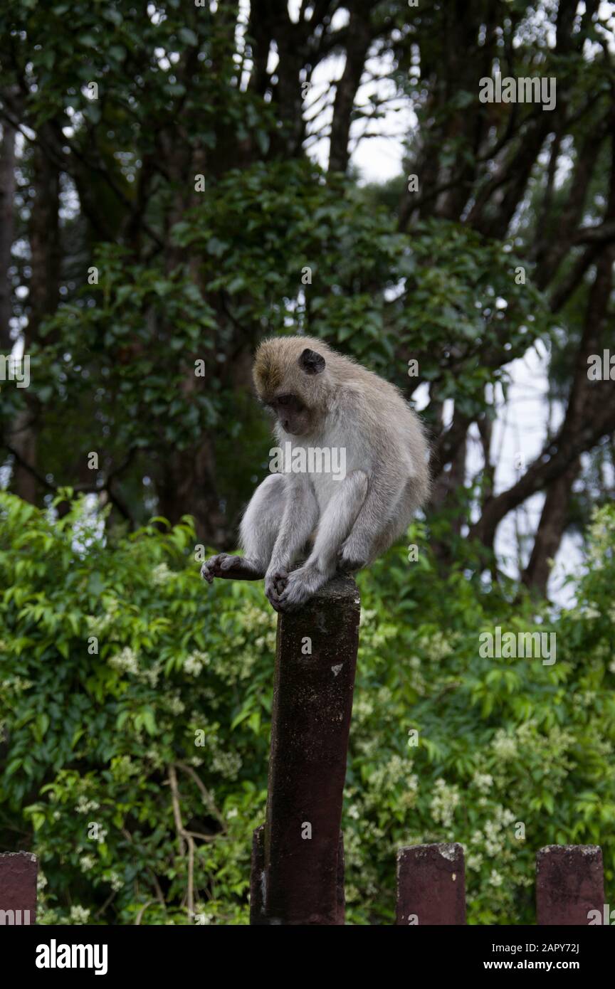 Long-tailed macaque monkey - macaca fascicularis - sitting on a fence post against a Mauritian forest backdrop in Grand Bassin Mauritius Stock Photo