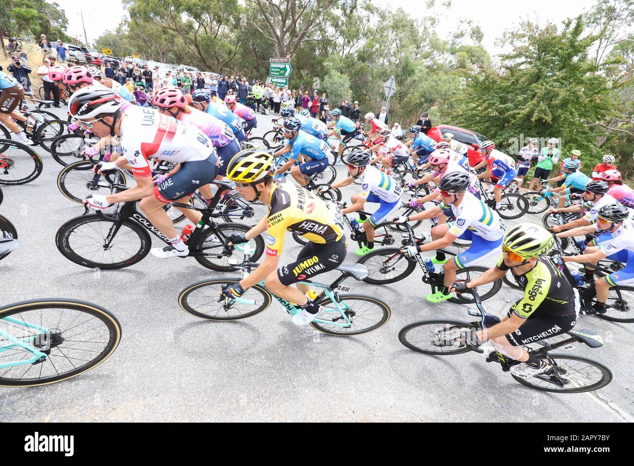 Riders competing on Stage 3 of the 2020 Tour Down Under cycling race near Adelaide Australia Stock Photo