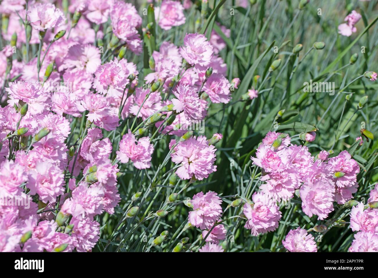 Flowering carnations, dianthus, in the garden Stock Photo