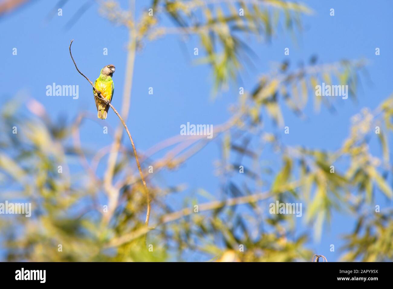 Senegal Parrot (Poicephalus senegalus) perched high in a tree, Gambia. Stock Photo