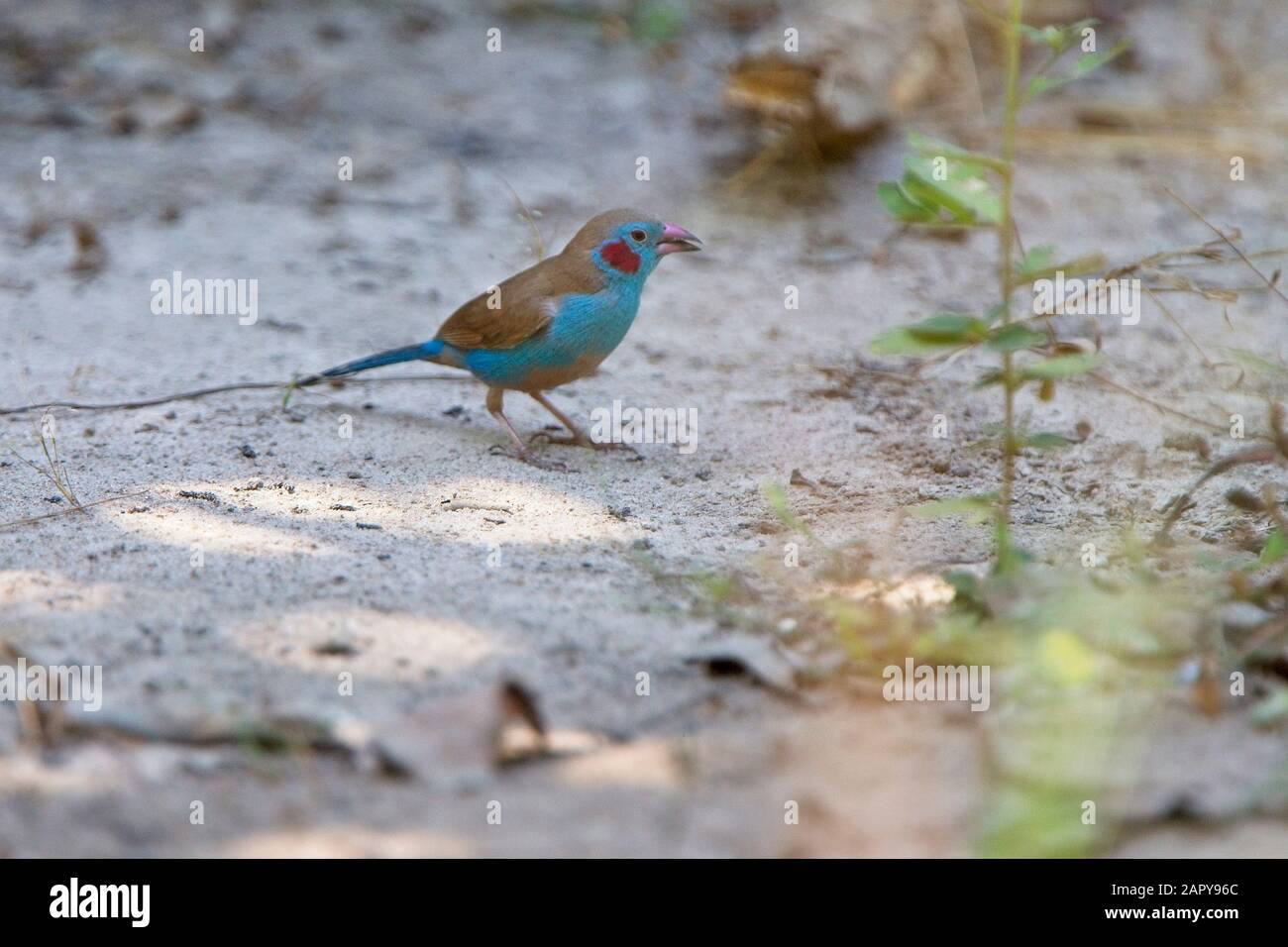 Red-cheeked Cordon Bleu (Uraeginthus bengalus), male eating seed on the ground, Gambia. Stock Photo