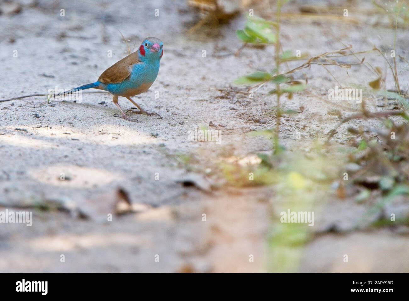 Red-cheeked Cordon Bleu (Uraeginthus bengalus), male on the ground, Gambia. Stock Photo