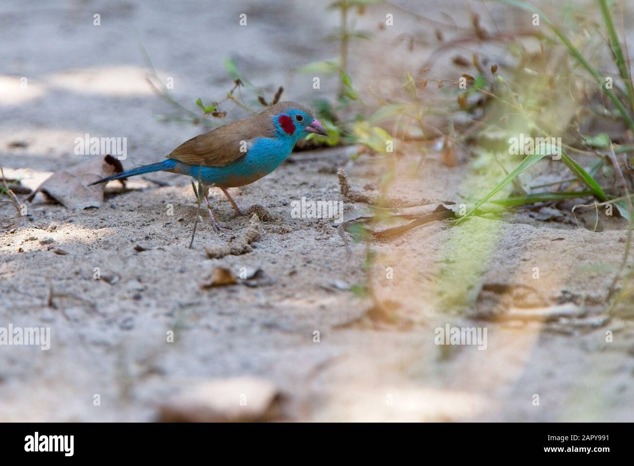 Red-cheeked Cordon Bleu (Uraeginthus bengalus), male collecting seed on the ground, Gambia. Stock Photo