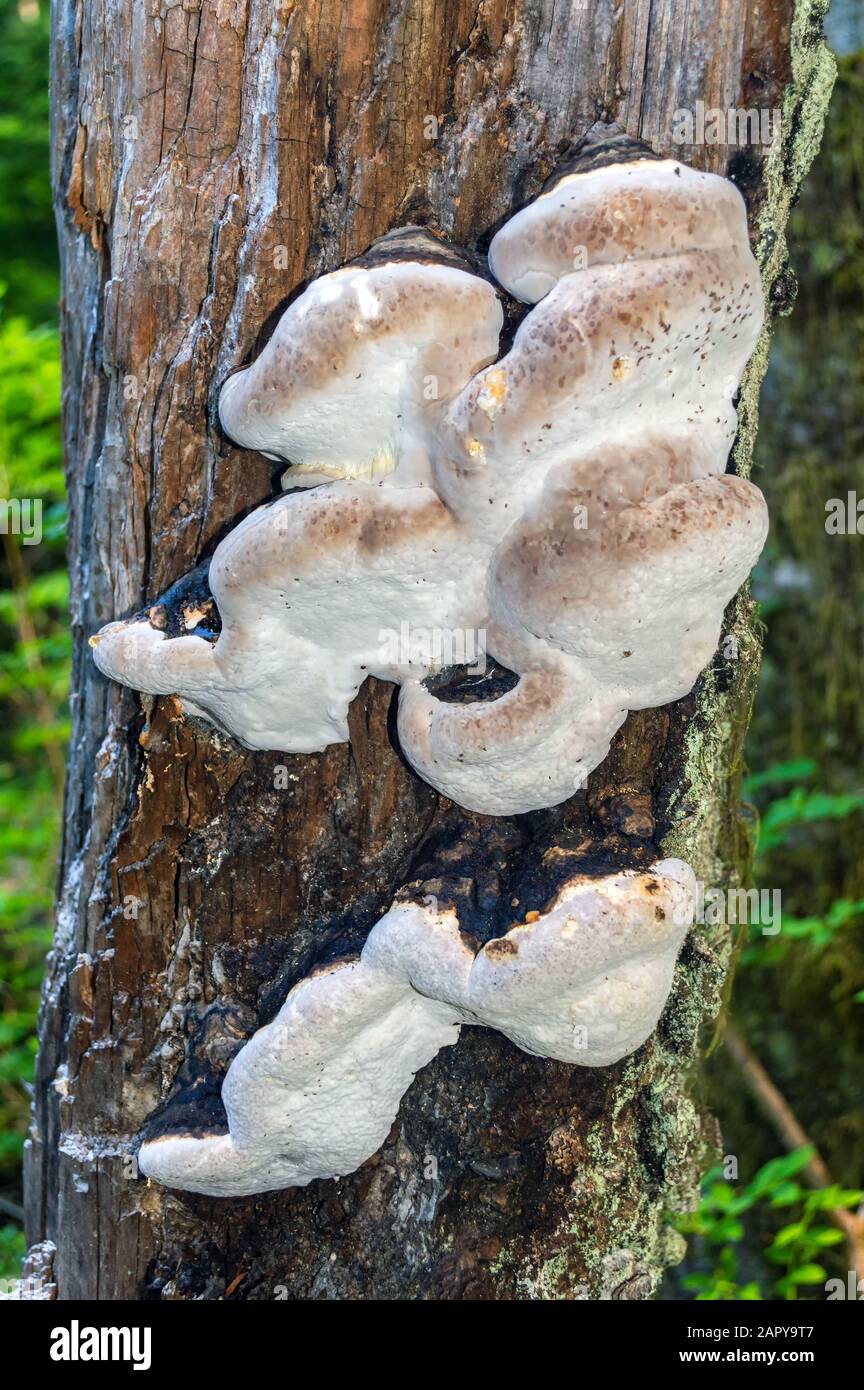 Unusual Fungus High Resolution Stock Photography and Images - Alamy