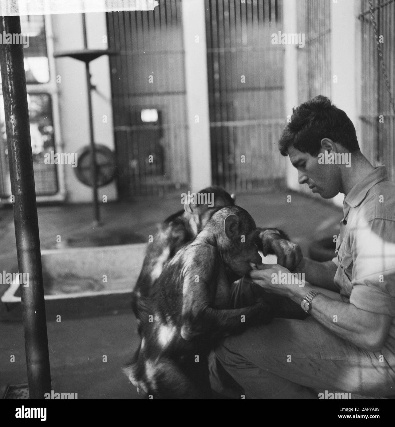 Inventories in Artis, one of the caregivers at the monkeys Date: 30 December 1963 Location: Amsterdam, Noord-Holland Keywords: APES, ZOO, Inventories, CARES Institution name: Artis Stock Photo