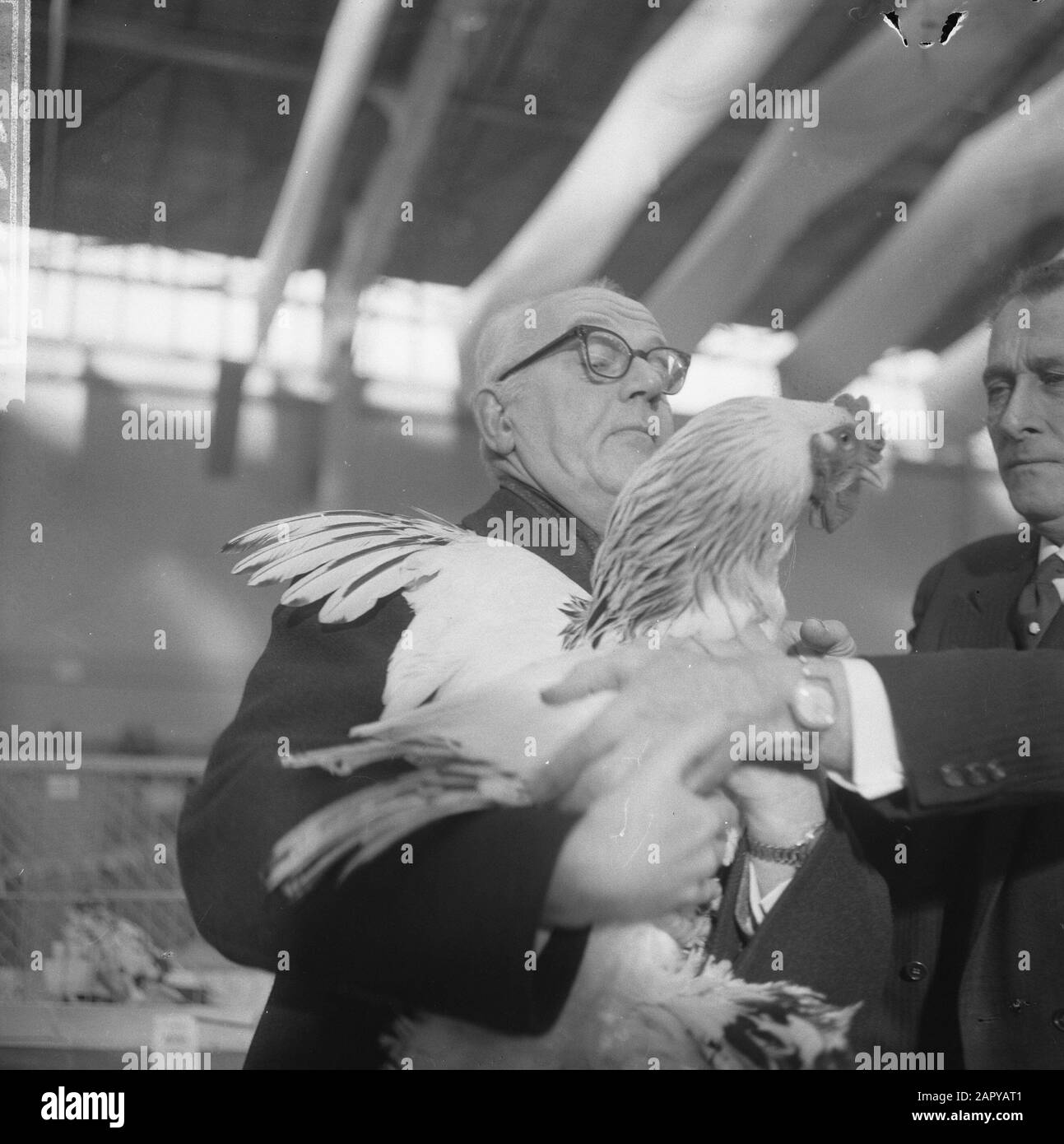 Exhibition Avicultura opened in Houtrusthallen in The Hague, mayor Kolfschoten with one of the sent chickens Date: 17 january 1964 Location: The Hague, Zuid-Holland Keywords: KIPPEN, mayors, exhibitions Personal name: Avicultura, Kolfschoten, Hans Institution name: Wootrusthallen Stock Photo