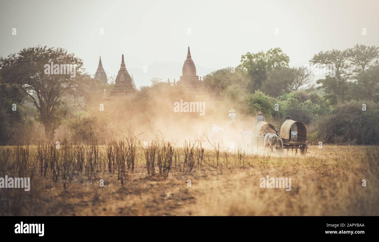 Burmese rural man driving wooden cart with hay on dusty road drawn Stock Photo